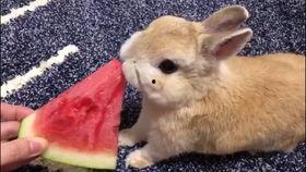 台湾网红小兔子吃瓜视频,揭秘网红幕后生活 第1张 台湾网红小兔子吃瓜视频,揭秘网红幕后生活 第1张